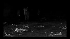 Hyena Eats-Out Elephants Ass and LOVES it!