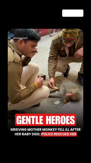 Local police in rescued a distressed monkey that had become trapped under debris, demonstrating compassion for animals in distress. The incident occurred when passer-by alerted authorities after hearing the monkey’s cries. Officers carefully lifted the monkey to safety and ensured it received immediate medical attention. Officials emphasised that even the smallest lives deserve care, and the heartwarming rescue has gone viral online, drawing praise from netizens worldwide. 👉A Compassionate Inte
