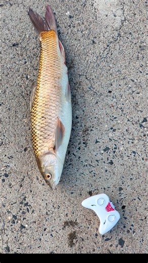 RC remote control fish fanny unboxing and testing #shorts #fish#original