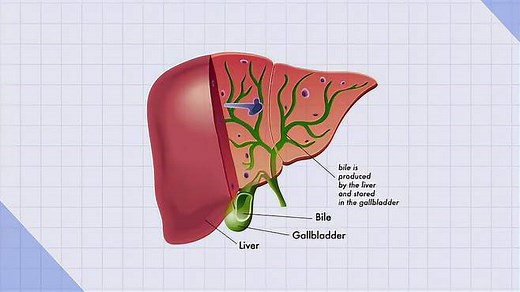 胆汁：由肝细胞分泌的液体