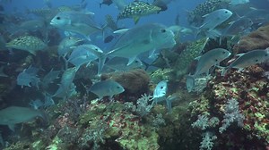 241K views · 757 reactions | Richelieu Rock with Khao Lak Scuba Adventures Music by April Rain-Exodus | Ocean Reality Channel | Facebook