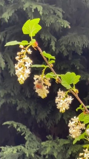 Bumblebee beauty#bumblebee#grounding #totemanimals #garden #peaceful #nature#calm#sensoryrelief