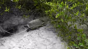File:Gopher tortoise mating.webm - Wikimedia Commons
