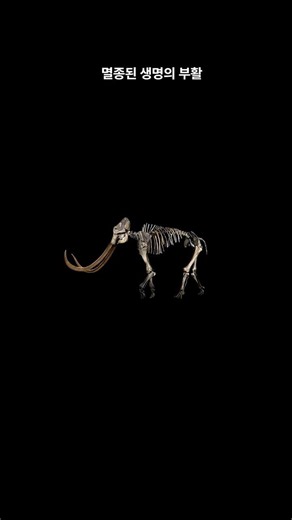 An extinct mammoth was reborn as a mouse?! 🦣🐁