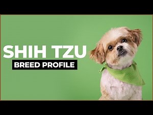 Shih Tzu Dogs 101 : Everything You Need To Know