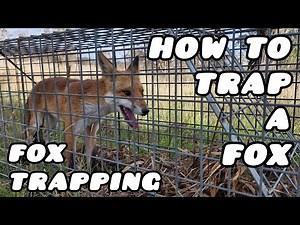 HOW TO TRAP A FOX || Good Cam Hunting || FOX TRAPPING || FOX HUNTING AUSTRALIA