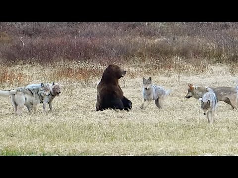 Six Wolves Take Down a Grizzly's Meal in Seconds
