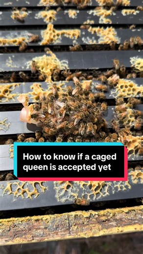 In beekeeping, sometimes you’ll need to add a new caged queen to a hive. Do you know how to tell if the bees have accepted a caged queen? While some queen suppliers sell caged queens with fondant/candy plugs, which allow the workers to release the queen themselves, we prefer a direct release approach. Direct releasing the queen gives the beekeeper more control, and prevents the workers from releasing a queen prematurely, which risks her being killed. The direct release method allows you to asses