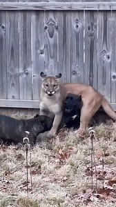 Cougar Uses Dog as Launchpad to Escape Evergreen, Colorado — November 15, 2024 A tense backyard showdown between a cornered mountain lion and a pack of powerful dogs came to a shocking conclusion, captured in a viral video that highlights the raw power and split-second instincts of wildlife. The incident unfolded in a residential backyard when a cougar found itself trapped against a tall wooden fence by three large Cane Corsos. The dramatic footage begins mid-confrontation, with the dogs relentl