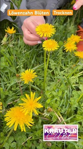 Drying dandelion blossoms with the herb cube #dandelion #tea #nutrition #wildherbs #recipe #trend