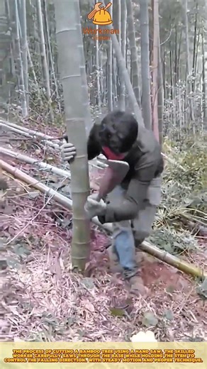 Cutting Bamboo Tree Using Hand Saw for Clean Harvest