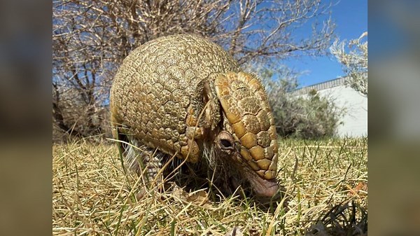 Denver aquarium welcomes new armadillo