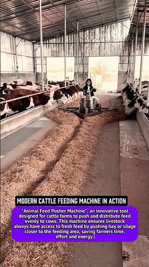 Modern Cattle Feeding Machine in Action | Automatic Feed Pusher for Dairy Farm.
