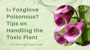 Is Foxglove Poisonous? - Tips on Handling the Toxic Plant