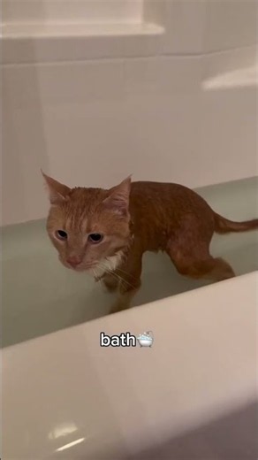 he’s like a brand new cat!😌✨🧼