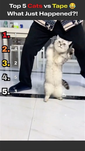 Top 5 Cats VS Sticky Tapes 😂