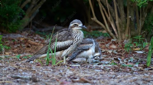 A mother Australian bush-stone curlew standing still and guarding the territory, while the little chick preening and grooming its feathers on the side.