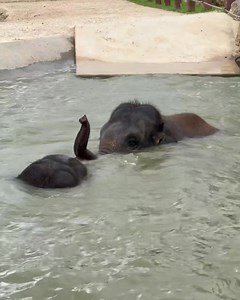 54K views · 2.6K reactions | Elephants love to swim, dive and find great fun in rumbling in the pool  It also gives their joints a break with the buoyancy they get from the water  | Sydney Zoo | Facebook