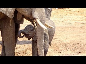 What does a baby elephant do with its trunk when suckling?