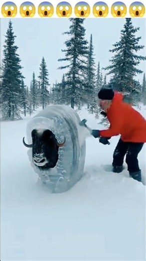 The woman raises a small sledgehammer and carefully strikes the ice layer covering the musk ox calf.
