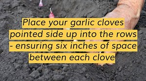 13K views · 87 reactions | Garlic is one of the easiest plants to grow and you can turn a single clove into an entire bulb! Here's how! Get full instructions and find bulbs for planting here: https://www.ruralsprout.com/plant-garlic-in-the-fall/ | Gardening Ideas Daily | Facebook