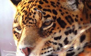 Jaguars, the largest cat in the Americas, exist in 18 countries ranging from Mexico to Argentina. Despite this, they've been eradicated from nearly 50 percent of their historic range due to threats like illegal hunting, deforestation, and loss of wild prey. Through Operation Jaguar, we're working with partners to stop illegal poaching and trafficking of these remarkable big cats in Suriname, Guyana, and Bolivia—where they're being increasingly poached for their teeth. By tackling the toughest pr