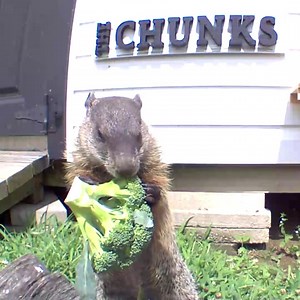 35K views · 7.6K reactions | Let me get some of that broccoli!  • • #popup #broccoli #healthyeating #vegan #funnyvideos #funnyanimals #cuteanimals #cutenessoverload #nomnom #animalsofinstagram #fyp @thedanacarvey | Chunk The Groundhog | Facebook