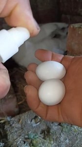 مساعدة الصغير للبقاء #pygeon pypy love #pigeon | Soliman Riad