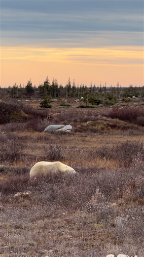 143K views · 6.4K reactions | Polar bear striding across the tundra #Polarbear #polarbears #churchill #exploremb #canada #wildlifephotography #sharecangeo #shareyourweather #ShotOniPhone #bears #bear #manitoba #hudsonbay | Sandford Photography | Facebook