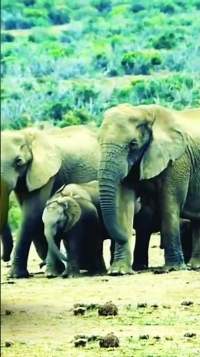 Elephant Stampede Sound Effects #elephant #animals #animal #shorts