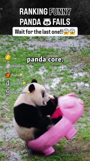 Panda Funny Moments 🐼 #shorts #funny #panda #fails