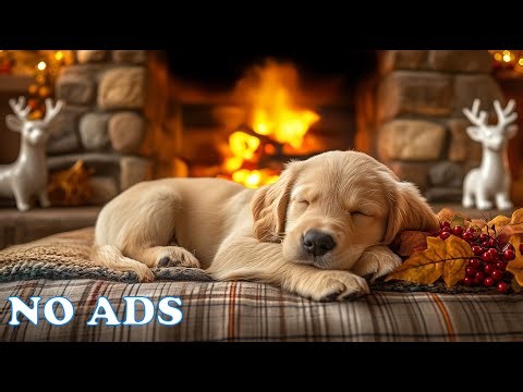 12 Hours Of Dog Calming Music 🐕 Deep Relaxation 🥁 Calm Dog Music 🎶 Peaceful Sleep Support