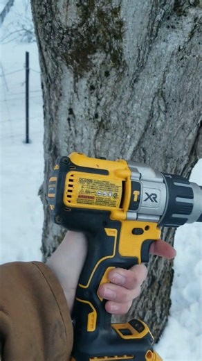 taping maple trees!🍁 #maple #tapingtrees #sap #maplesyrup