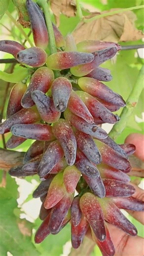 Witch Finger Grapes of USA in Pakistan #fruits #grapes #instagramers #foryou #travelblogger #islamabad #FacebookPage #instagramreel #insta #Pakistan #instagram #rawalpindi #instafood | Arshad VLOG