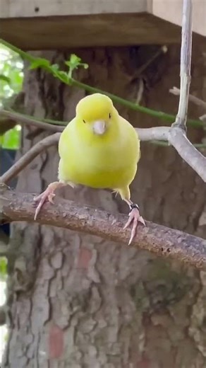 15 SECS of Pure JOY! 🎶 Canary Bird Chirping for Relaxation 💛