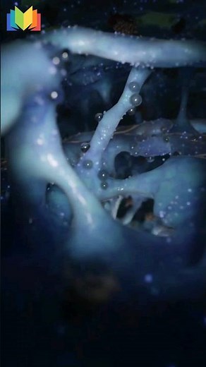 mRNA Departs From The Nucleus