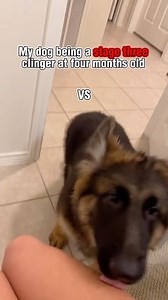 29K views · 1.8K reactions | German Shepherds are definitely clingy dogs, I am never alone with them around. I also wouldn’t trade a dogs love and attention for anything. • • • • #dogs #dogsofinstagram #germanshepherd #puppy #clingy | AxelUnleashed | Facebook