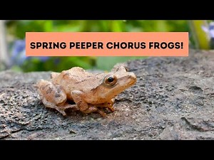 Listen to Spring Peeper Chorus Frogs in NYC Van Cortlandt Park