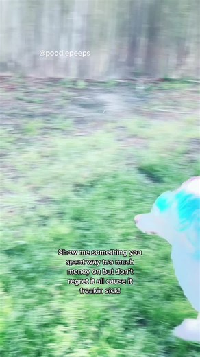 Multicolored Poodle with Unique Hairstyle in Backyard