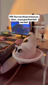Turning Your Desk into a Cat Paradise! 🐾