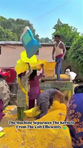 How Maize 🌽 is Separated | Fast Threshing Machine Process in 40s | Corn Threshing Short #shorts