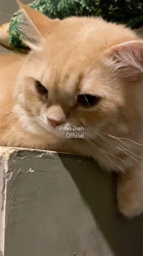 #momo mah kaga ada kangennya ama aby⁉️😁