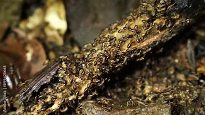 white ants or termites on decomposing wood. As an enemy of wooden houses as well. Termites walking in a row