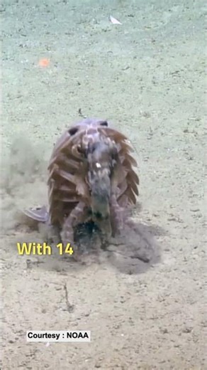 The Giant Pill Bug As Big As Foot Ball! 🦀 #deepsea #giantisopod #oceancreatures