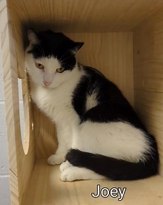 26K views · 1.3K reactions | Adopted Joey, an adult male cat, is available for adoption and needs a quiet home. He is a reserved kitty, he has experience living with other cats, so a slow and proper introduction is crucial. He would thrive best in a household with older kids. | Genesee County Animal Control | Facebook