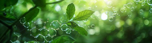 Définition | Photorespiration : qu'est-ce que c'est ? | Futura planète