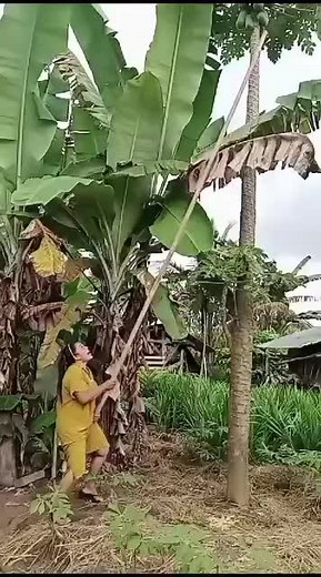 ziy (@ziy448)’s videos with suara asli - ziy