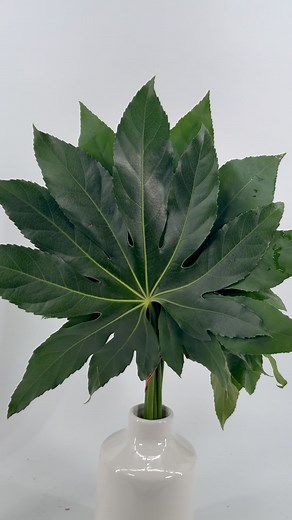 Not just a background filler 🌿🌿 Aralia leaves are bold and beautiful on their own. They can serve as a focal greenery element, anchoring the arrangement with their striking presence. #aralia #greenery #sundayfunday #mayesh #mayeshwholesale #ncflorist #flowers #floral #wholesaleflorist #floraldesign #floralarrangement #leaves | Mayesh Raleigh