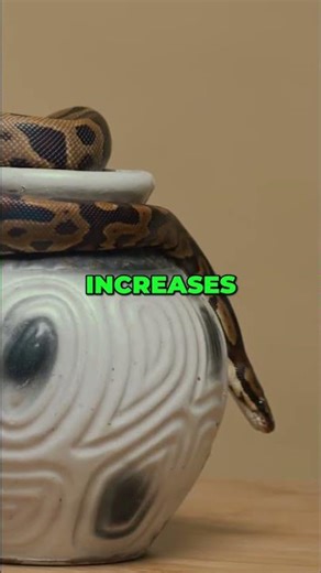 Snake Enclosure Size vs. Predation: The Real Problem #shorts