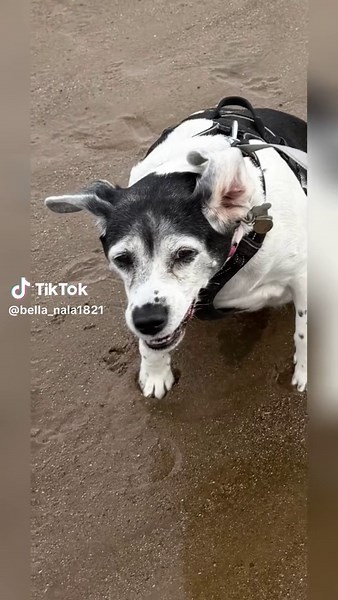 #fyp #dogsoftiktok #beach #beagle #bestlife
